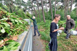 Bestrijding invasieve exoot